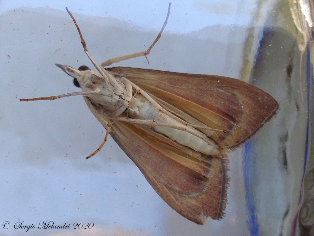 Falena 2 da ID - Uresiphita gilvata